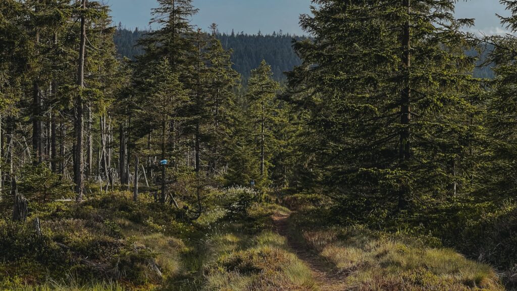 Widok z tarasu