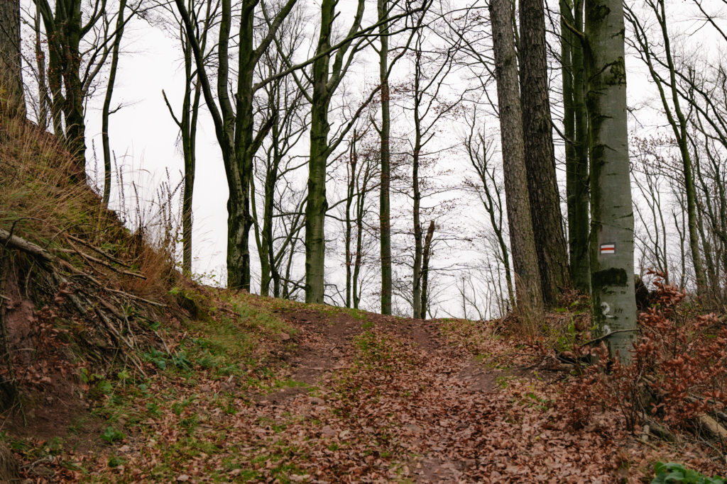Leśny widok